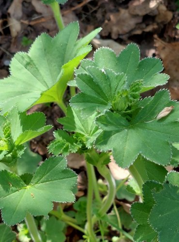 KONTRYHEL OBECNÝ (Alchemilla vulgaris) FOTO: Marta Knauerová