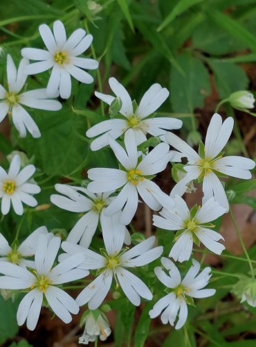 PTAČINEC VELKOKVĚTÝ (Stellaria holostea) FOTO: Marta Knauerová