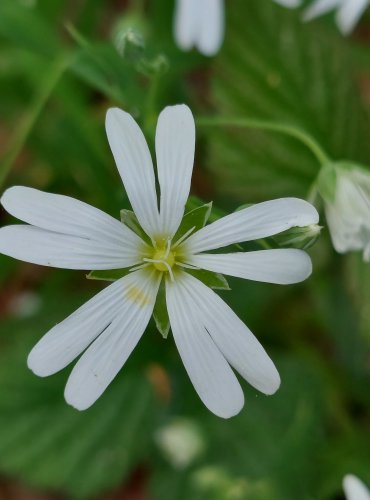 PTAČINEC VELKOKVĚTÝ (Stellaria holostea) FOTO: Marta Knauerová