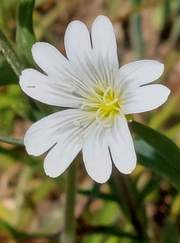 ROŽEC ROLNÍ (Cerastium arvense) FOTO: Marta Knauerová