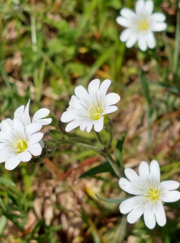 ROŽEC ROLNÍ (Cerastium arvense) FOTO: Marta Knauerová