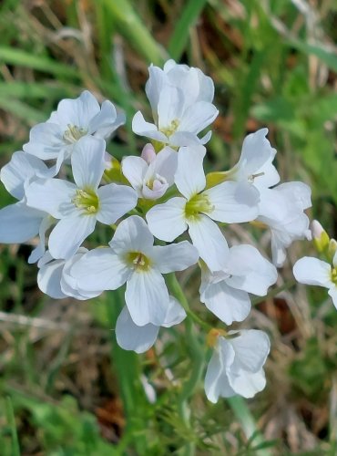 ŘEŘIŠNICE LUČNÍ (Cardamine pratensis) FOTO: Marta Knauerová