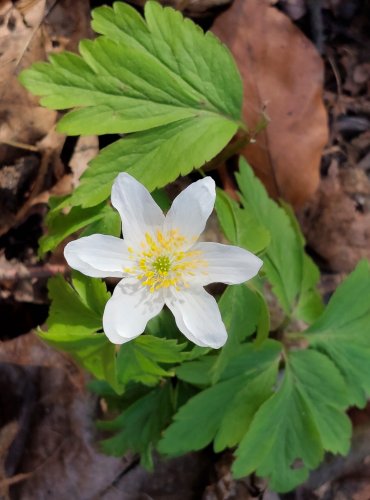 SASANKA HAJNÍ (Anemone nemorosa) FOTO: Marta Knauerová