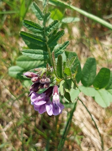 
VIKEV PLOTNÍ (Vicia sepium) FOTO: Marta Knauerová
