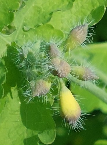 VLAŠTOVIČNÍK VĚTŠÍ (Chelidonium majus) ZRAJÍCÍ PLODENSTVÍ – FOTO: Marta Knauerová