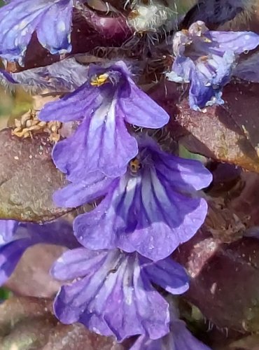 ZBĚHOVEC PLAZIVÝ (Ajuga reptans) FOTO: Marta Knauerová