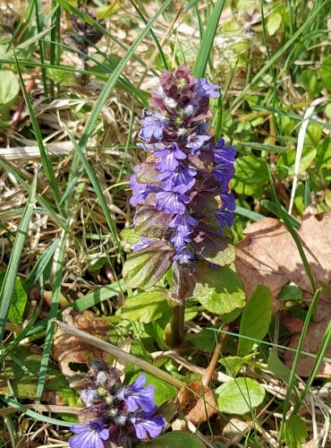 ZBĚHOVEC PLAZIVÝ (Ajuga reptans) FOTO: Marta Knauerová