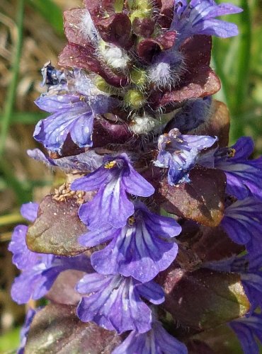 ZBĚHOVEC PLAZIVÝ (Ajuga reptans) FOTO: Marta Knauerová