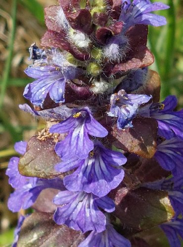 ZBĚHOVEC PLAZIVÝ (Ajuga reptans) FOTO: Marta Knauerová