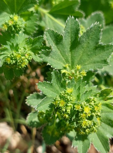 KONTRYHEL OBECNÝ (Alchemilla vulgaris) FOTO: Marta Knauerová