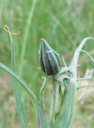 KOZÍ BRADA LUČNÍ (Tragopogon pratensis) FOTO: Marta Knauerová