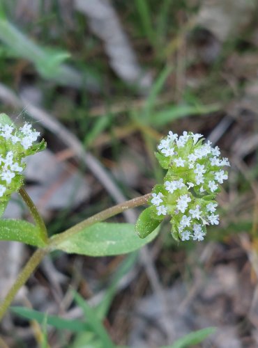 KOZLÍČEK POLNÍČEK (Valerianella locusta) FOTO: Marta Knauerová