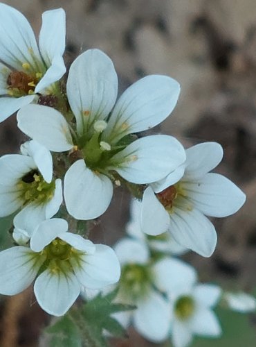 LOMIKÁMEN ZRNATÝ (Saxifraga granulata) FOTO: Marta Knauerová