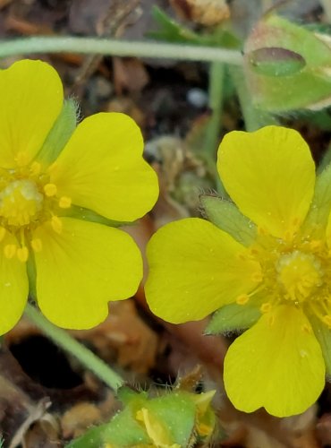 MOCHNA PLAZIVÁ (Potentilla reptans) FOTO: Marta Knauerová