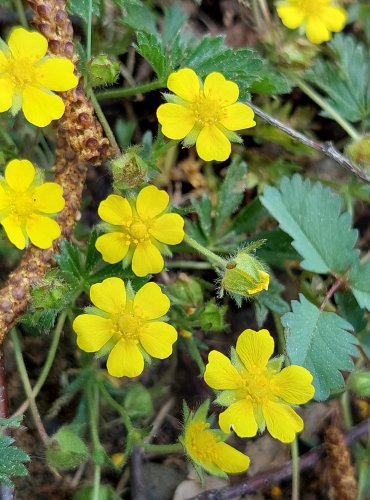 MOCHNA PLAZIVÁ (Potentilla reptans) FOTO: Marta Knauerová