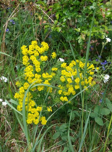 PRYŠEC CHVOJKA (Euphorbia cyparissias) FOTO: Marta Knauerová