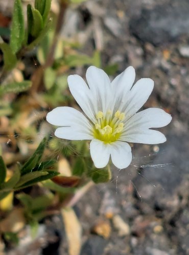 ROŽEC ROLNÍ (Cerastium arvense) FOTO: Marta Knauerová