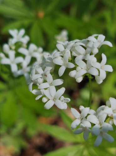 SVÍZEL VONNÝ (Galium odoratum) FOTO: Marta Knauerová