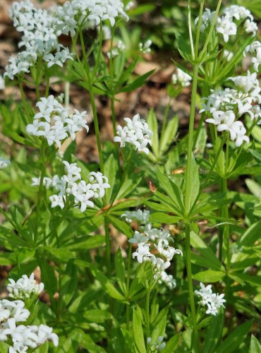 SVÍZEL VONNÝ (Galium odoratum) FOTO: Marta Knauerová