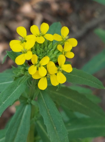 TRÝZEL MALOKVĚTÝ (Erysimum cheiranthoides) FOTO: Marta Knauerová