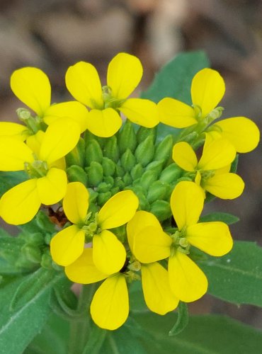 TRÝZEL MALOKVĚTÝ (Erysimum cheiranthoides) FOTO: Marta Knauerová