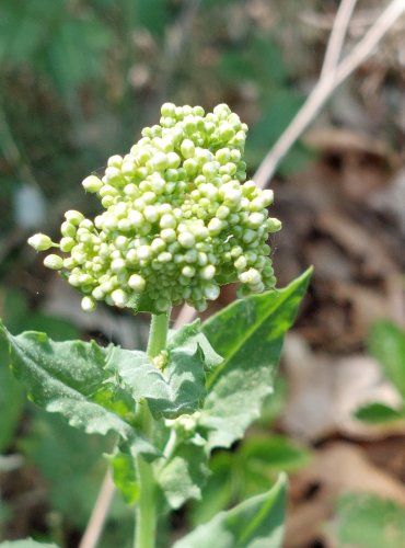 VESNOVKA OBECNÁ (Lepidium draba) FOTO: Marta Knauerová