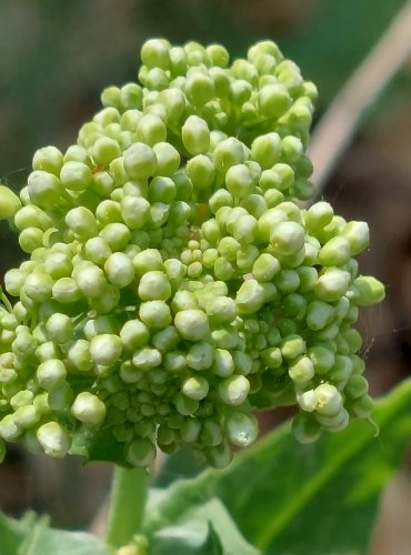 VESNOVKA OBECNÁ (Lepidium draba) FOTO: Marta Knauerová