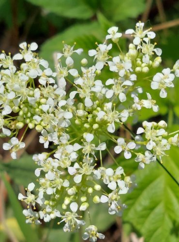 VESNOVKA OBECNÁ (Lepidium draba) FOTO: Marta Knauerová