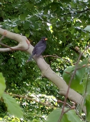 KOS ČERNÝ (Turdus merula) FOTO: Marta Knauerová