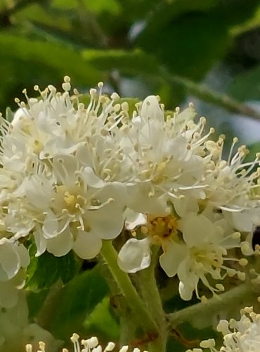 JEŘÁB PTAČÍ (Sorbus aucuparia) FOTO: Marta Knauerová