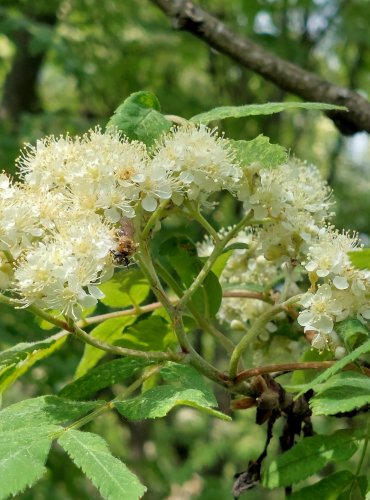 JEŘÁB PTAČÍ (Sorbus aucuparia) FOTO: Marta Knauerová