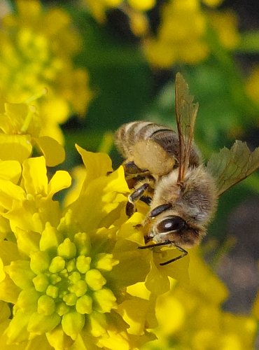 VČELA MEDONOSNÁ (Apis mellifica) FOTO: Marta Knauerová