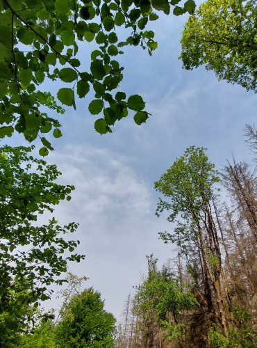 SMUTNÝ POHLED VZHŮRU – FOTO: Marta Knauerová, 2022