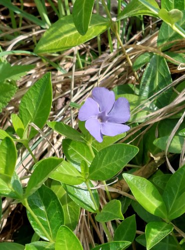 BARVÍNEK MENŠÍ (Vinca minor) FOTO: Marta Knauerová