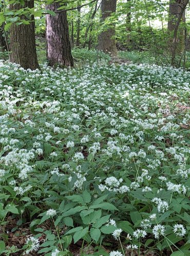 ČESNEK MEDVĚDÍ (Allium ursinum) FOTO: Marta Knauerová, 2022