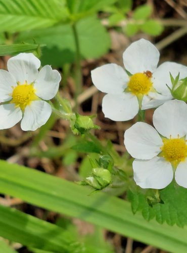 JAHODNÍK OBECNÝ (Fragaria vesca) FOTO: Marta Knauerová
