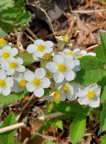 JAHODNÍK OBECNÝ (Fragaria vesca) FOTO: Marta Knauerová
