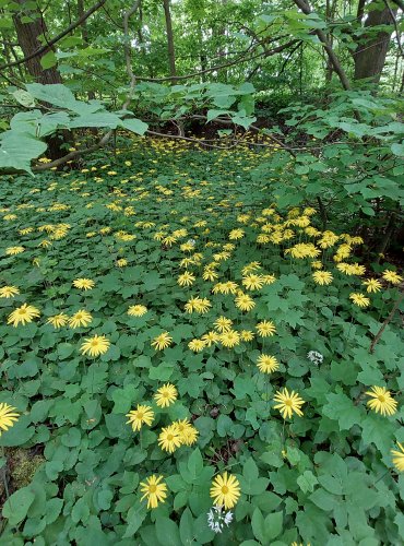 KAMZIČNÍK SRDČITÝ (Doronicum pardalianches) FOTO: Marta Knauerová