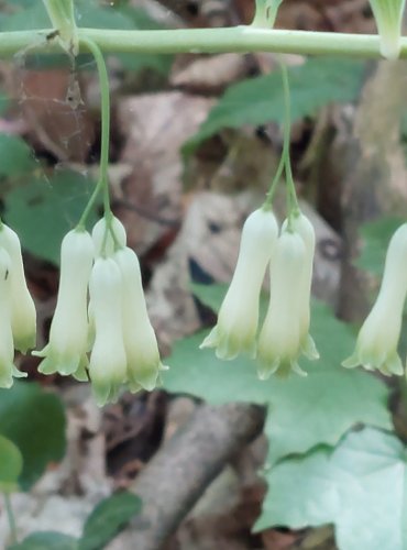 KOKOŘÍK MNOHOKVĚTÝ (Polygonatum multiflorum) FOTO: Marta Knauerová