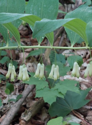 KOKOŘÍK MNOHOKVĚTÝ (Polygonatum multiflorum) FOTO: Marta Knauerová