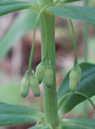 KOKOŘÍK PŘESLENITÝ (Polygonatum verticillatum) FOTO: Marta Knauerová