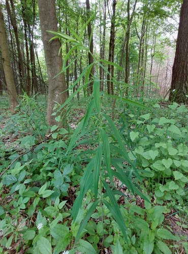 KOKOŘÍK PŘESLENITÝ (Polygonatum verticillatum) FOTO: Marta Knauerová