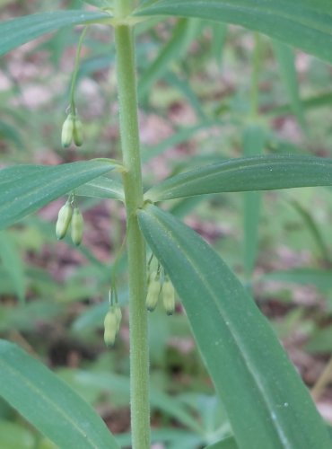 KOKOŘÍK PŘESLENITÝ (Polygonatum verticillatum) FOTO: Marta Knauerová