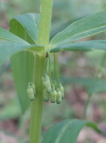 KOKOŘÍK PŘESLENITÝ (Polygonatum verticillatum) FOTO: Marta Knauerová