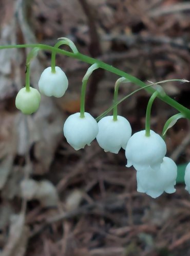 KONVALINKA VONNÁ (Convallaria majalis) FOTO: Marta Knauerová