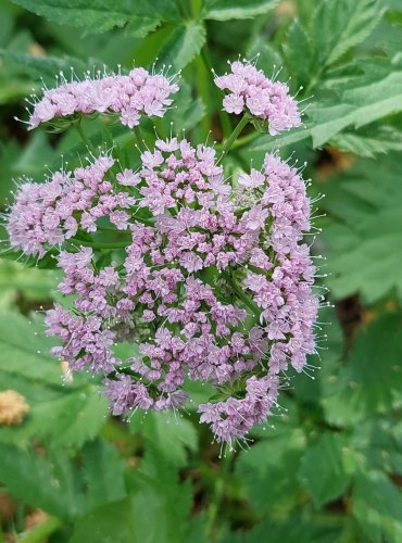 KRABILICE CHLUPATÁ (Chaerophyllum hirsutum) FOTO: Marta Knauerová