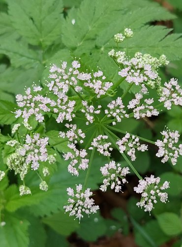 KRABILICE CHLUPATÁ (Chaerophyllum hirsutum) FOTO: Marta Knauerová