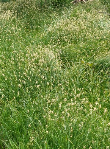 OSTŘICE TŘESLICOVITÁ (Carex brizoides) FOTO: Marta Knauerová