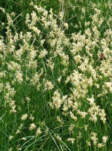 OSTŘICE TŘESLICOVITÁ (Carex brizoides) FOTO: Marta Knauerová