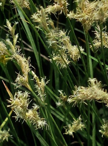 OSTŘICE TŘESLICOVITÁ (Carex brizoides) FOTO: Marta Knauerová